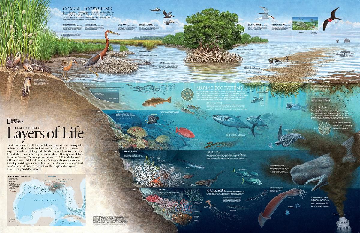The Gulf of Mexico: Layers of Life | National Geographic Society