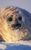 <p>Newborn ringed seal</p>