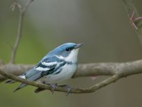 Citizen Science Projects - National Geographic Society