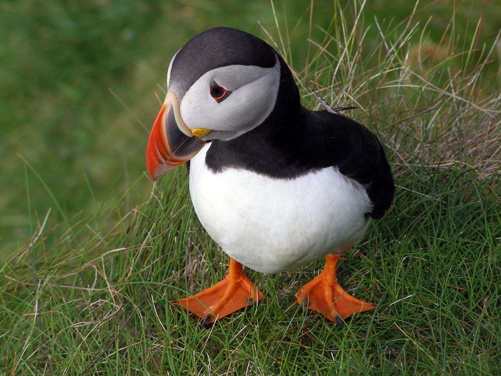 Atlantic Puffin | National Geographic Society