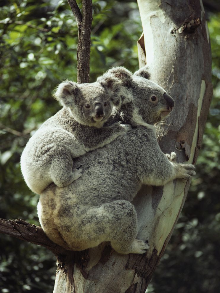 koala joey adaptation young geographic national mom biology marsupials