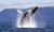 Whales: Benefits of Blubber