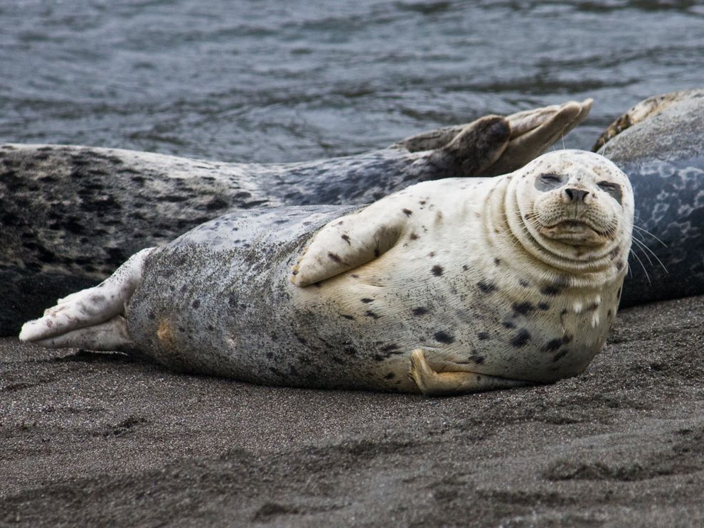 are sea lions related to dogs