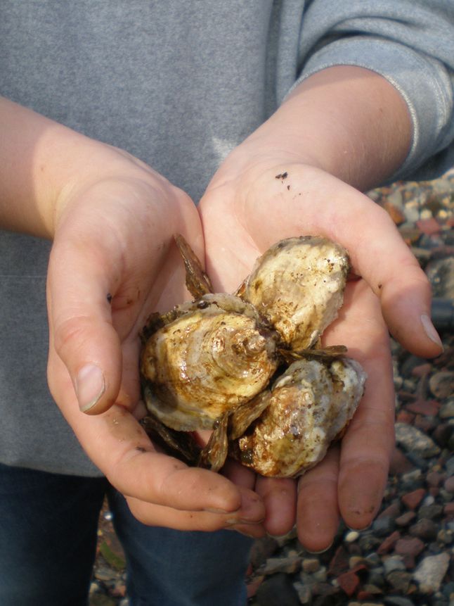 oyster spat field curriculum