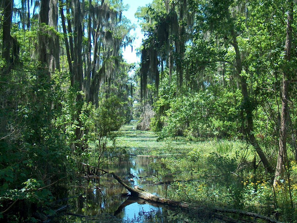 swamp - National Geographic Society marsh diagram 