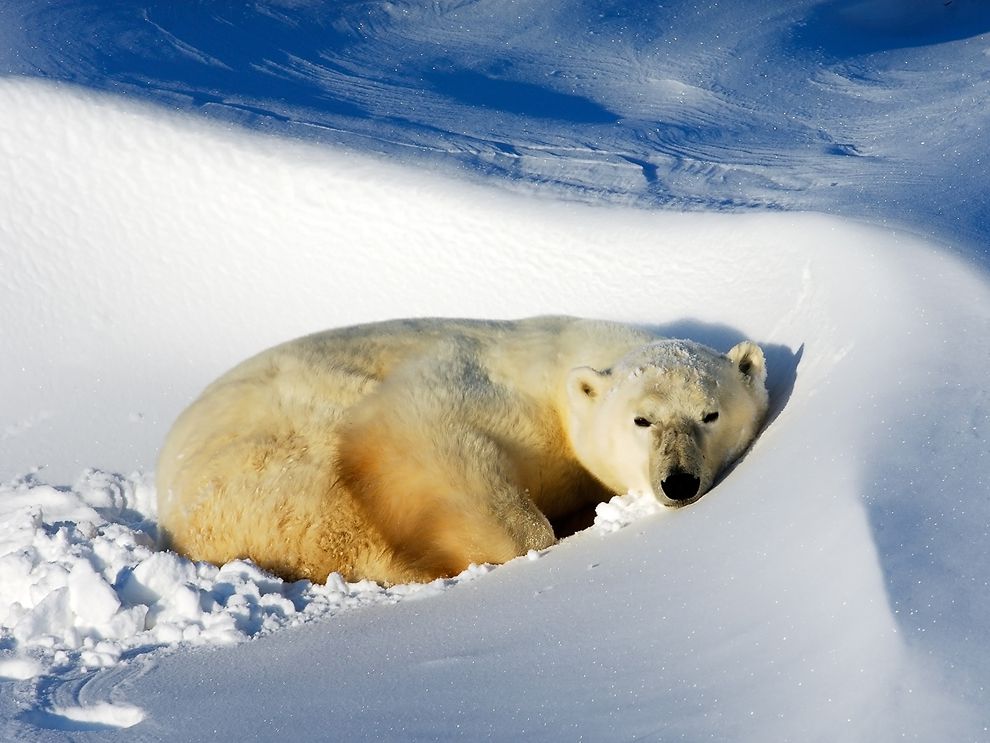 what are the adaptations of arctic animals