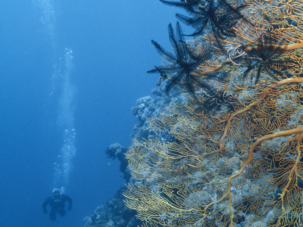 Ocean Habitats and Animal Adaptations | National Geographic Society