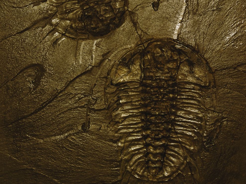 Examples Of Mold Fossils