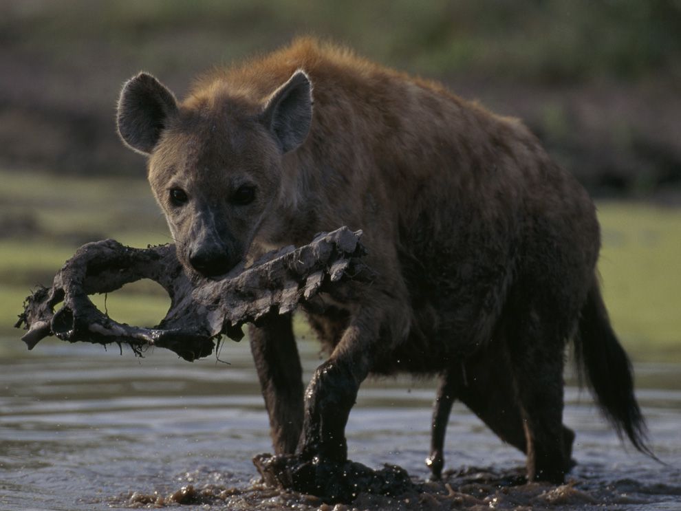 Scavenger National Geographic Society