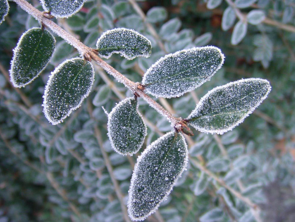 frost National Geographic Society