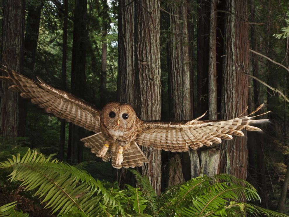 Northern Spotted Owl - National Geographic Society