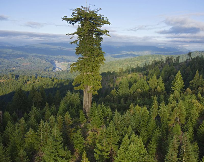 Tall Trees National Geographic Society