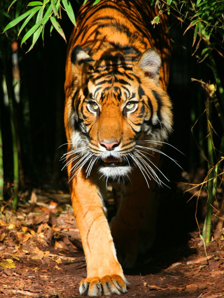 tiger sumatran geographic national sumatra law species photograph island habitat called process