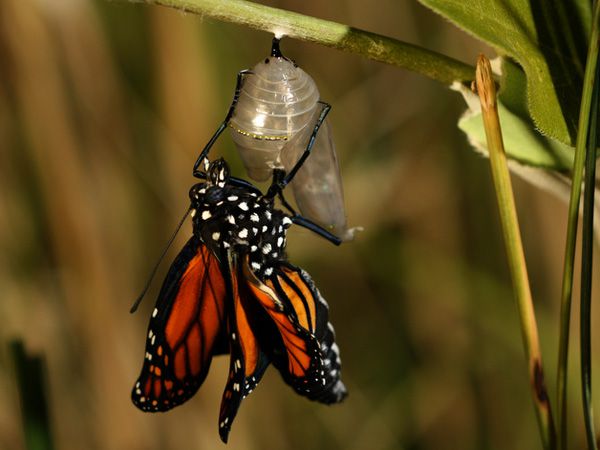 monarch butterfly caterpillar cocoon