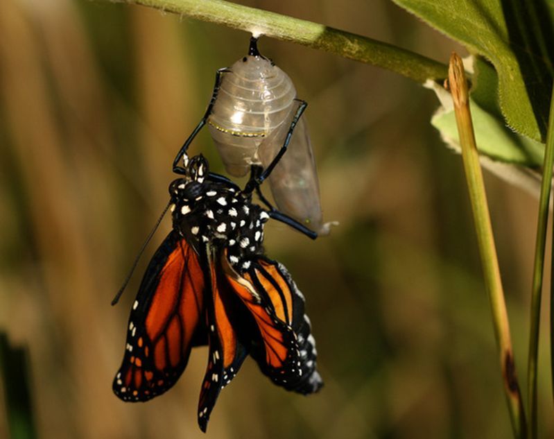 Download Monarch Butterfly Life Cycle And Migration National Geographic Society