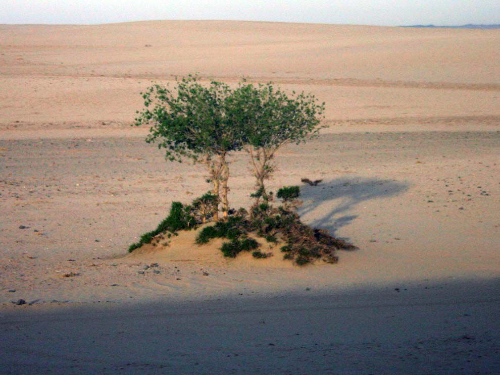 vegetation region | National Geographic Society