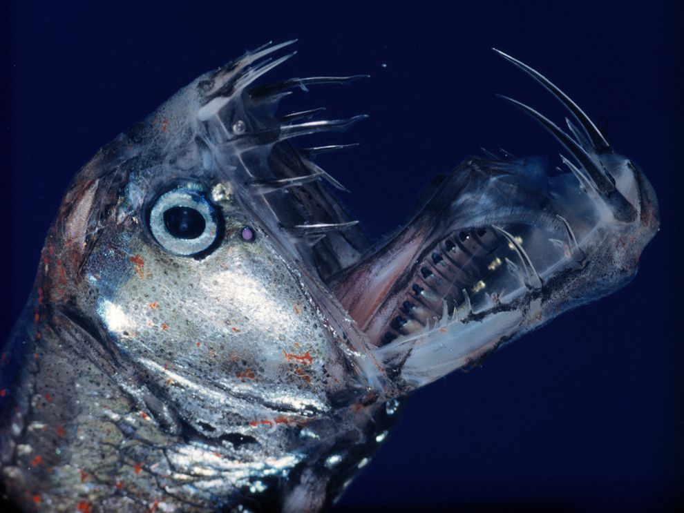 hatchetfish bioluminescence