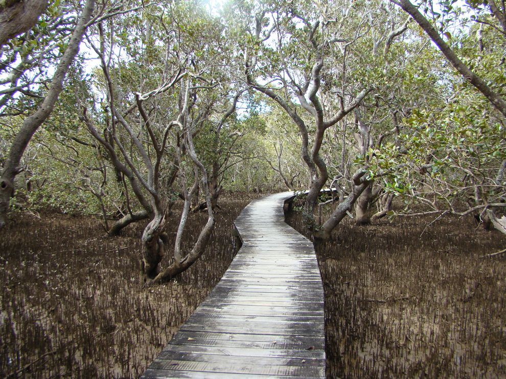 oil-s-impact-on-black-mangrove-trees-national-geographic-society