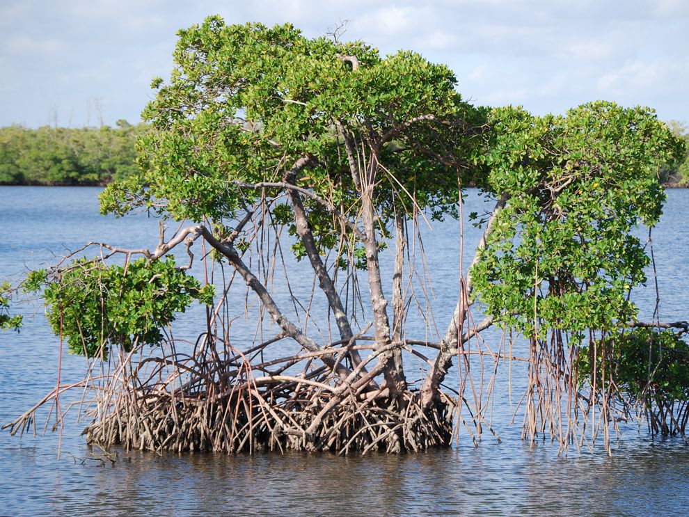 Mangrove Trees National Geographic Society