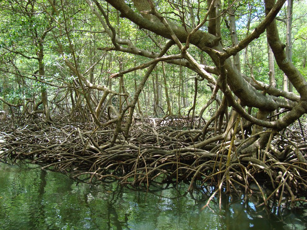 Mangrove Trees | National Geographic Society