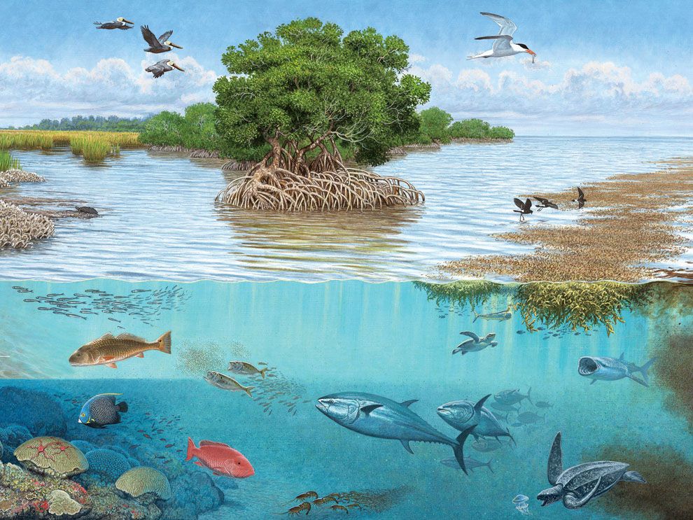 Sorting the Gulf Ecosystem | National Geographic Society