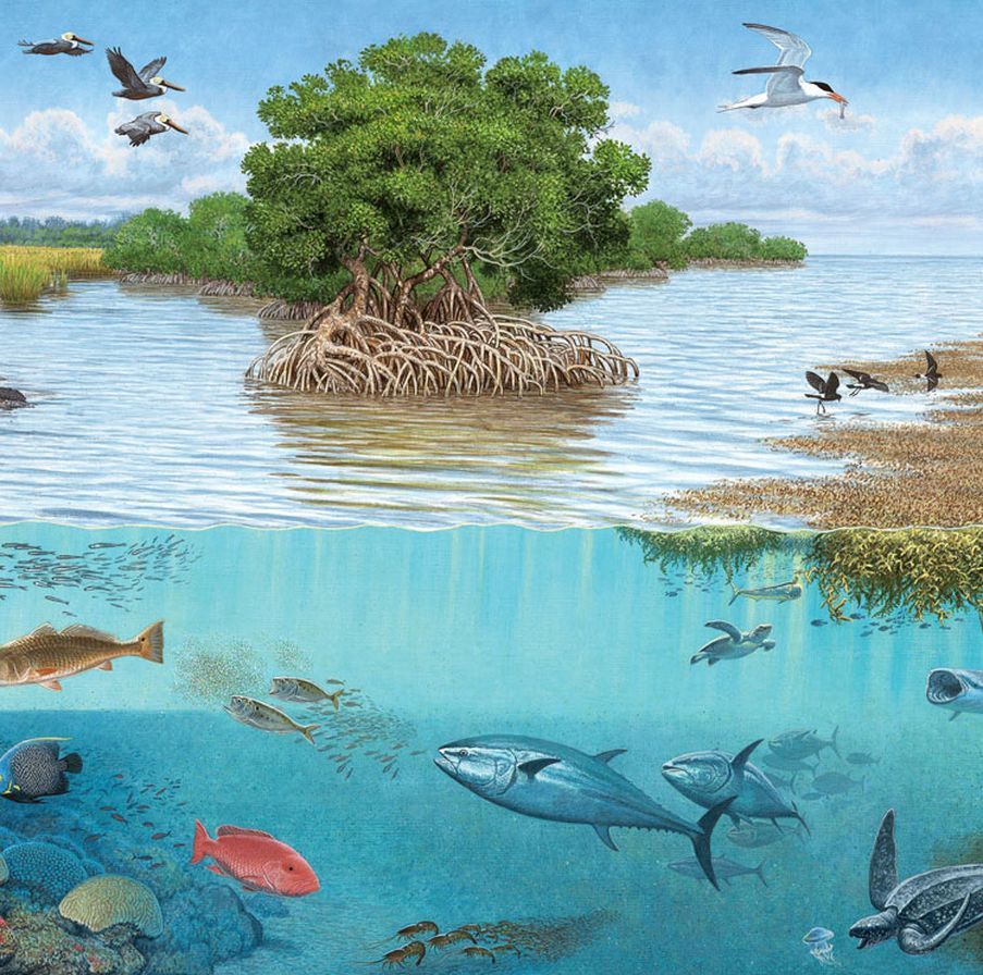 Морские и Пресноводные экосистемы
