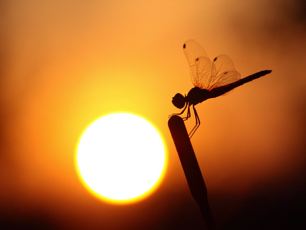 The sun puts the silhouette of a dragonfly near the Ebro River, Spain, in sharp relief. Sunlight is white, but different molecules in the air make it appear yellow, orange, and red.