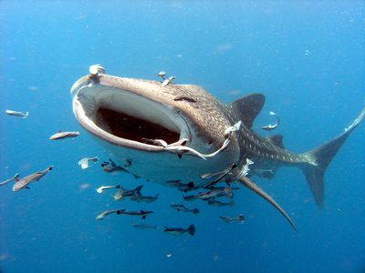 <p>Photo: A whale shark.</p>
