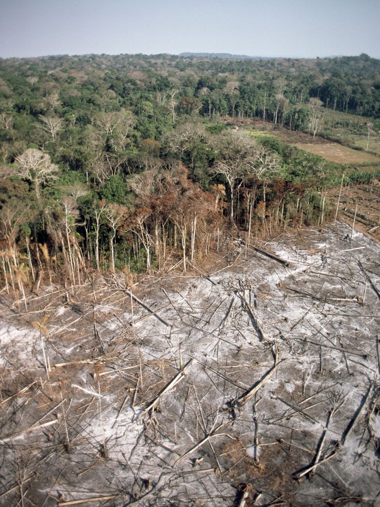 Clear-Cutting in Brazil | National Geographic Society