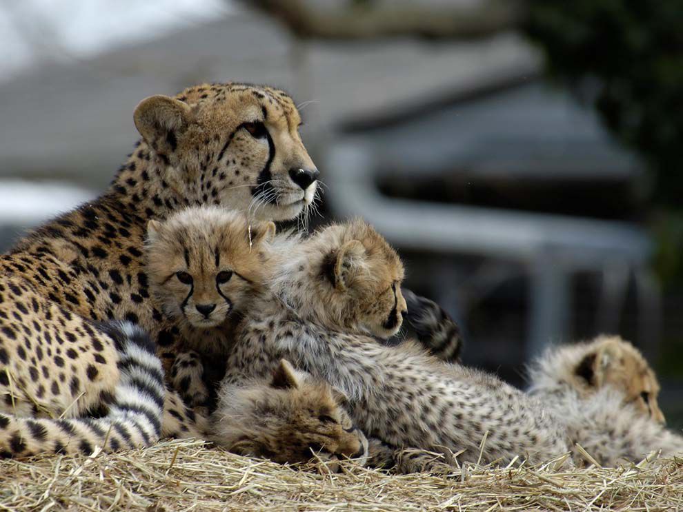 Introduction To Captive Breeding National Geographic Society