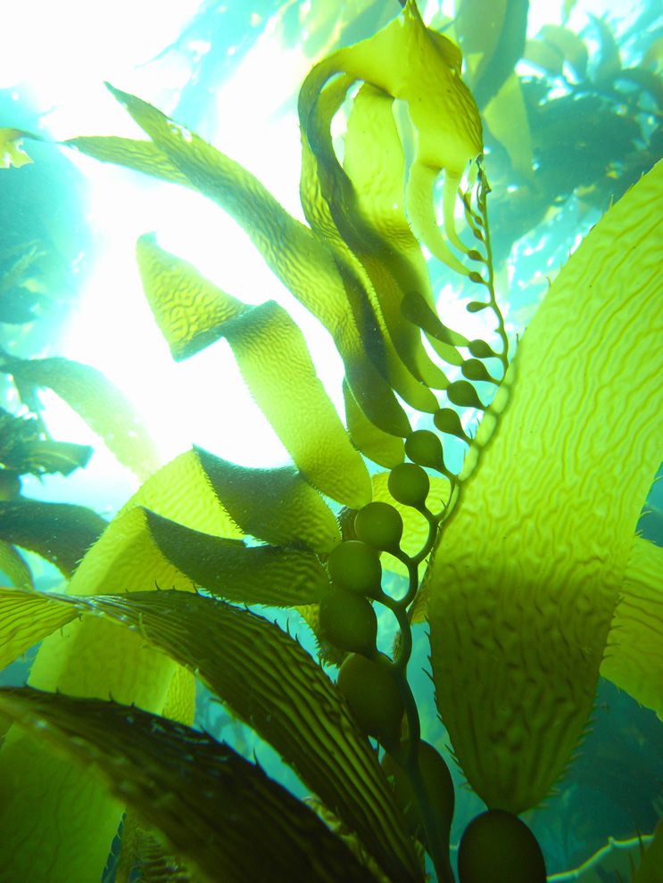 Kelp Holds Fast and Holds Up - National Geographic Society