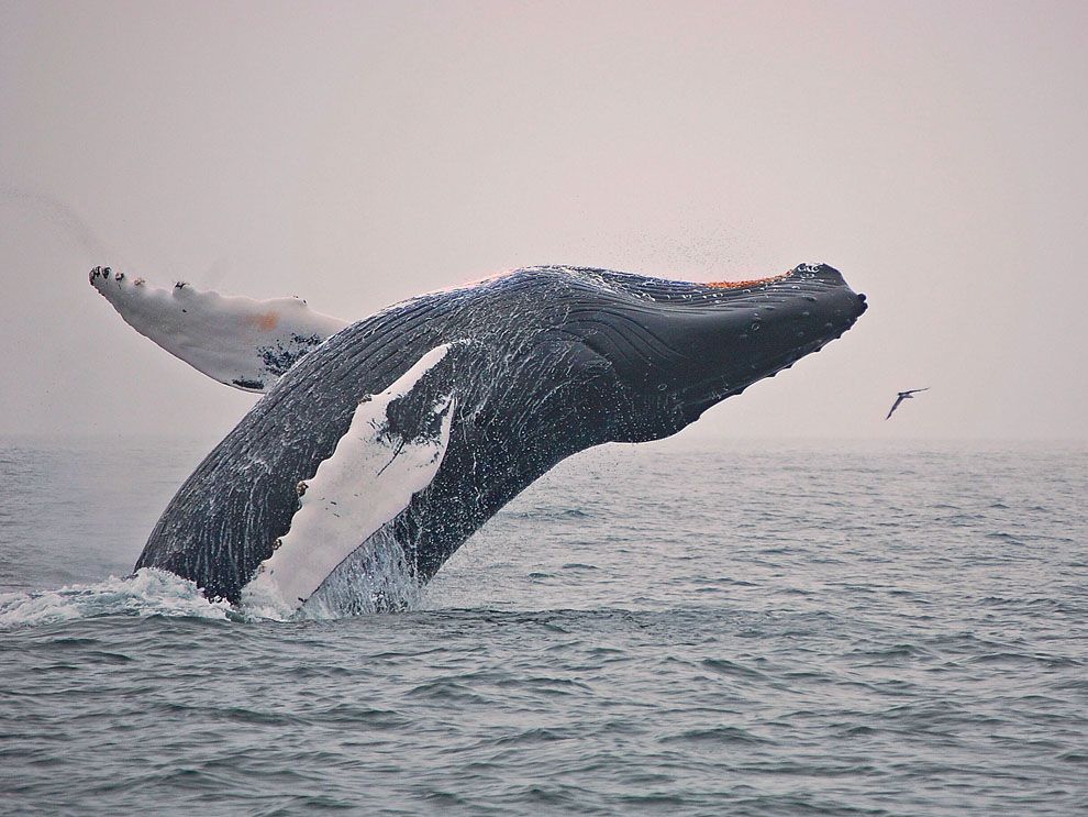 Ocean Animals Quiz | National Geographic Society