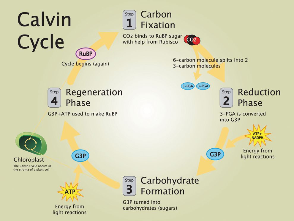 give graphical representation of calvin cycle