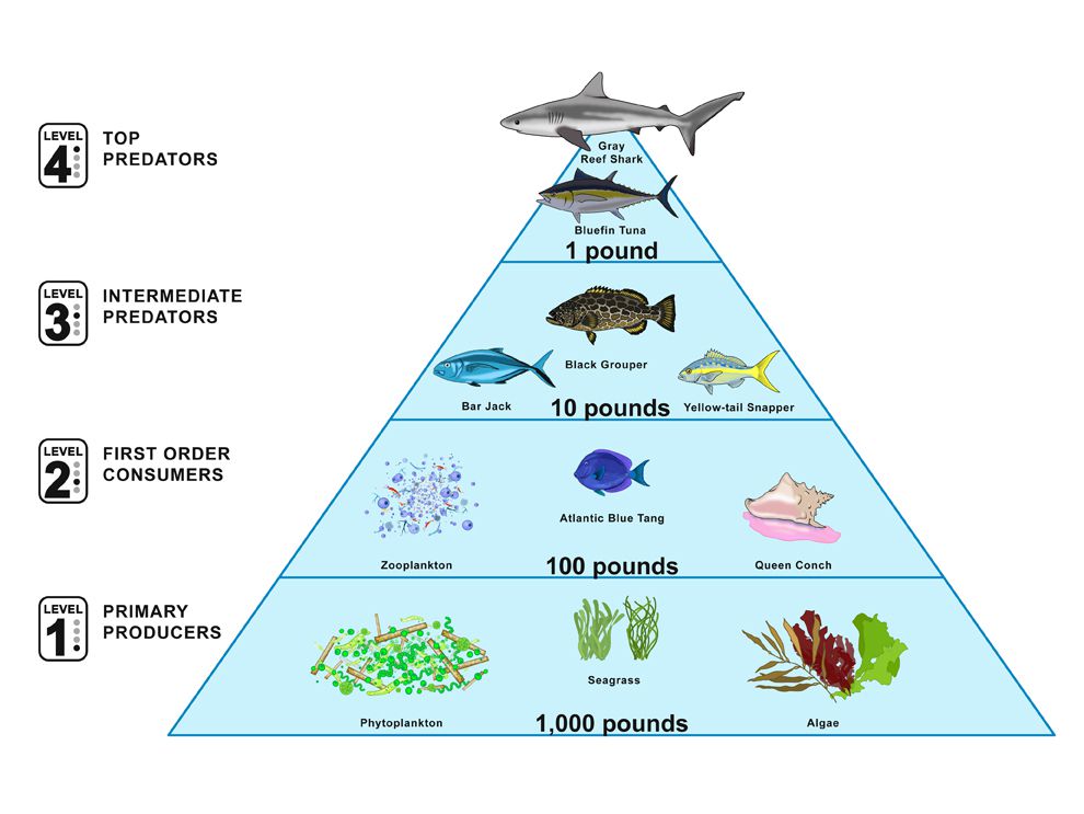 Marine Food Pyramid National Geographic Society