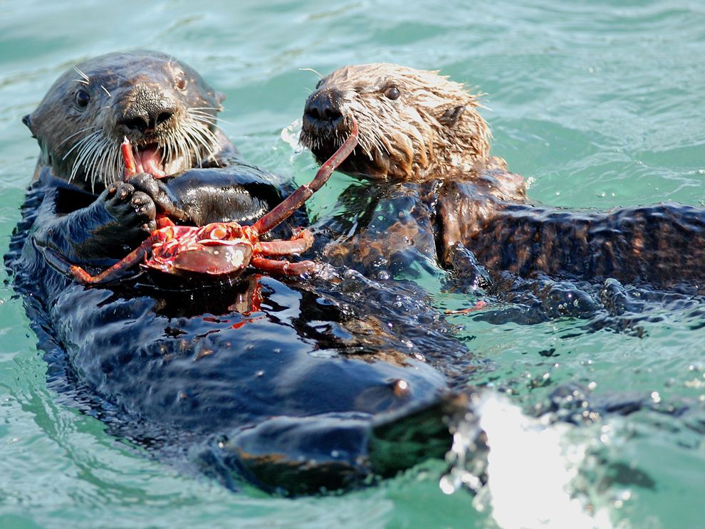 Sea Otters Eating Food