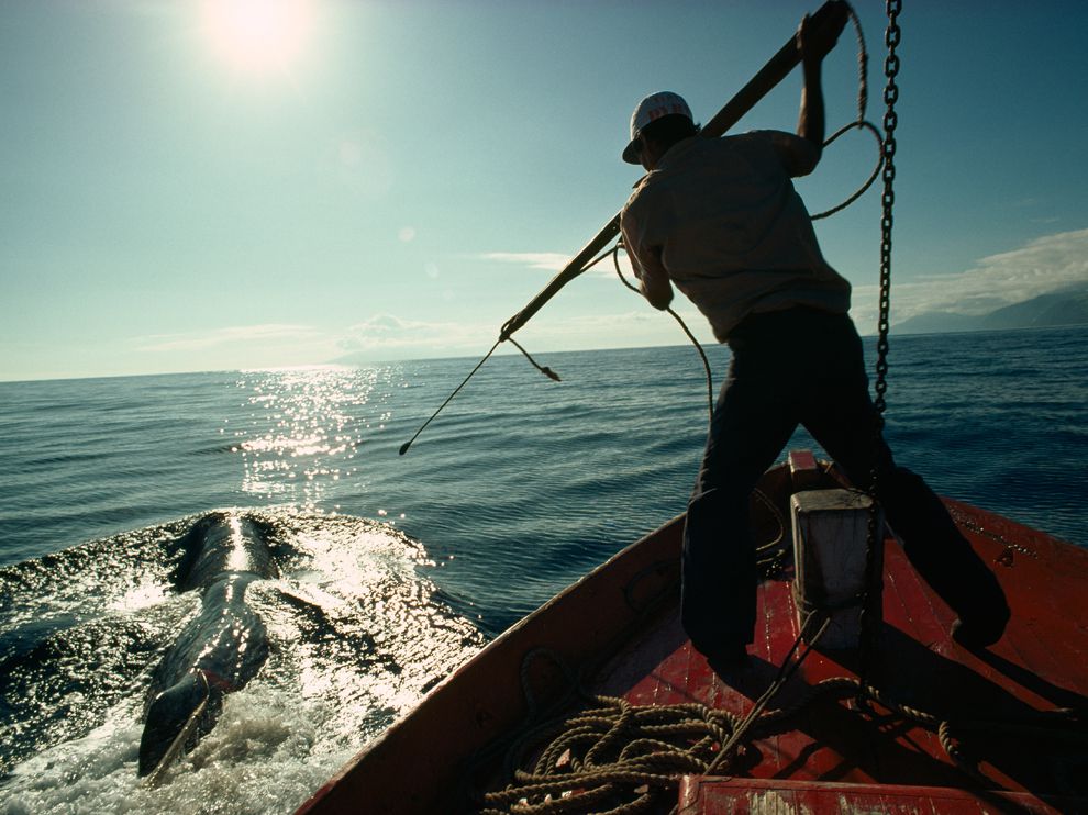 Big Fish: A Brief History of Whaling | National Geographic Society