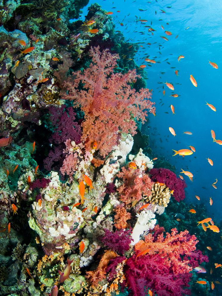Coral Reefs - National Geographic Society