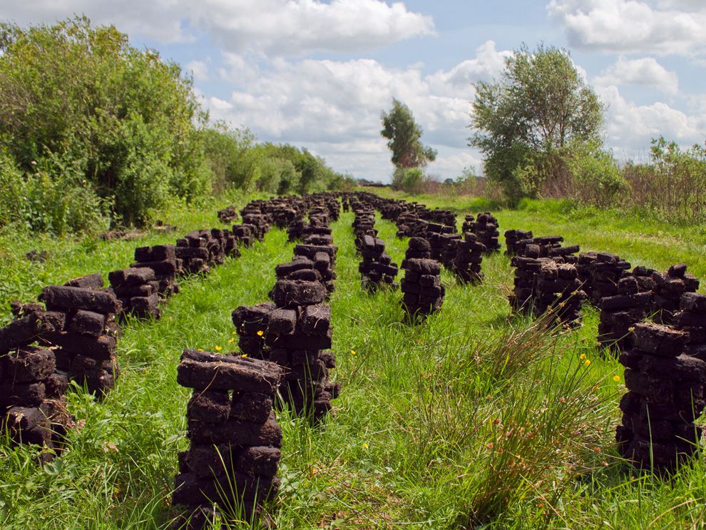 Bogs have traditionally been harvested for peat, a fossil fuel used for heating and electrical energy. These stacks of peat (also called turf) have been harvested from a bog in Ireland. They will be dried and sold as bricks for heating.