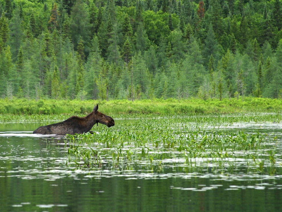 wetland - National Geographic Society