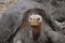 Lonesome George