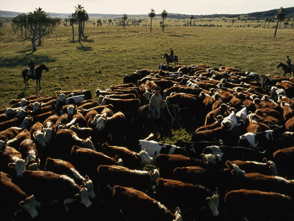 Ranching National Geographic Society