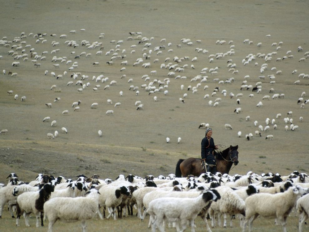 herding | National Geographic Society