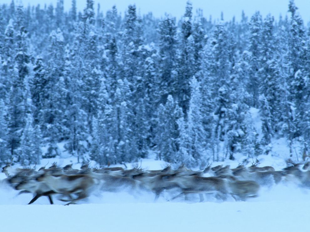 What are some of the human effects on the taiga biome?