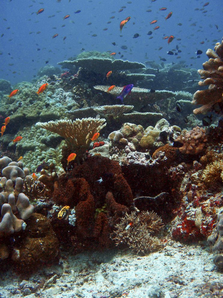 What is the soil type for a coral reef?