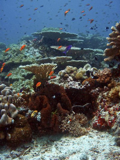 Ecosystem Imbalance in the World