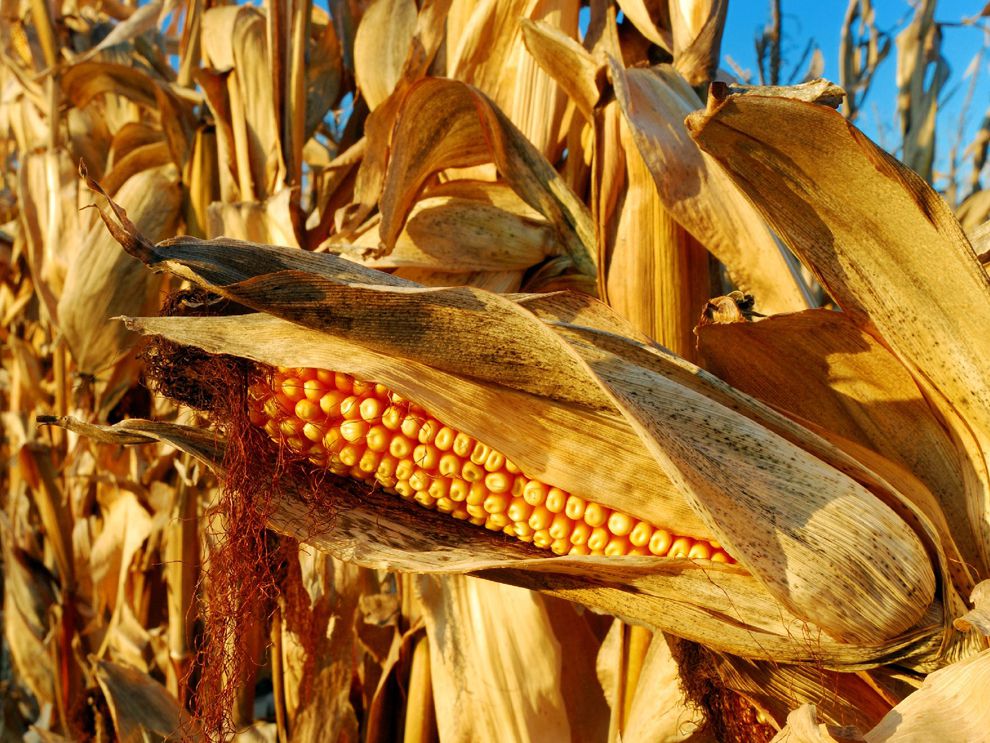 Grain National Geographic Society