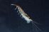 Photograph: Shrimp krill are abundant in Antarctica's frigid waters.