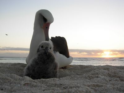 Photograph: A pair of Laysan Albatrosses.