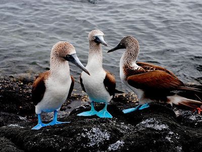 Photograph: Galapagos Birds.