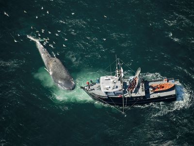 Photograph: An endangered blue whale killed by a collision with a ship.